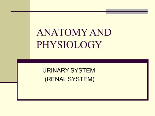 BP201T URINARY SYSTEM HAP 2nd Semester B.Pharmacy ,BP201T Human Anatomy and Physiology II,BPharmacy,Handwritten Notes,Important Exam Notes,BPharm 2nd Semester,Hand written notes,URINARY SYSTEM,HAP,