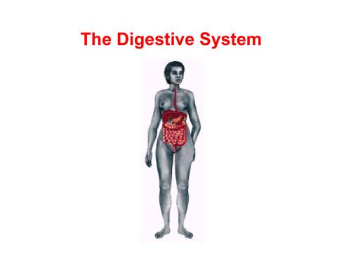 Digestive system simplified 2nd Semester B.Pharmacy ,BP101T Human Anatomy and Physiology I,BPharmacy,Handwritten Notes,Important Exam Notes,BPharm 2nd Semester,HAP,DIGESTIVE SYSTEM,