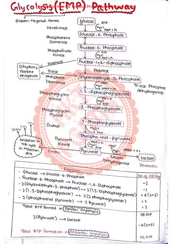 Glycosis Pathway with Energetics 2nd Year D.Pharmacy Lecture Notes,BP203T Biochemistry,Handwritten Notes,Biochemistry,Glycolysis,
